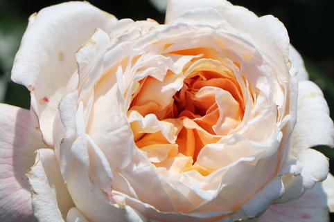 Edelrose Parfuma ® 'Großherzogin Luise' ® - Rosa Parfuma ® 'Großherzogin Luise' ®