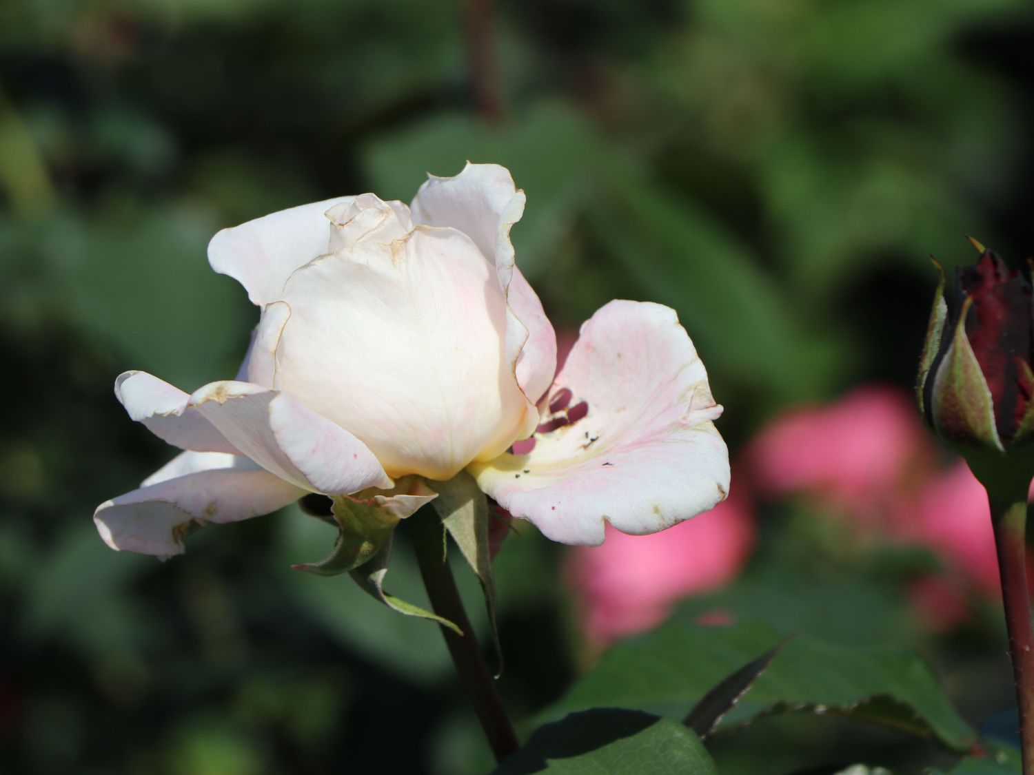 Edelrose Parfuma ® 'Großherzogin Luise' ® - Rosa Parfuma ® 'Großherzogin Luise' ®
