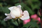 Edelrose Parfuma ® 'Großherzogin Luise' ® - Rosa Parfuma ® 'Großherzogin Luise' ®