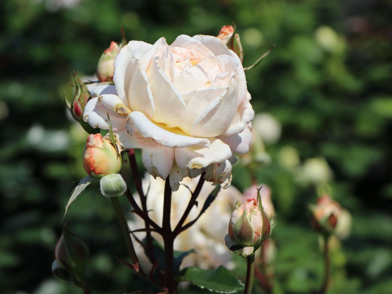 Edelrose Parfuma ® 'Großherzogin Luise' ® - Rosa Parfuma ® 'Großherzogin Luise' ®