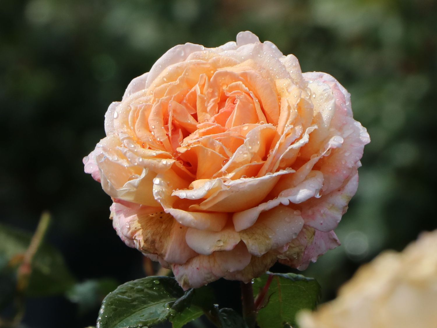 Edelrose Parfuma ® 'Großherzogin Luise' ® - Rosa Parfuma ® 'Großherzogin Luise' ®
