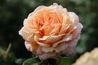 Edelrose Parfuma ® 'Großherzogin Luise' ® - Rosa Parfuma ® 'Großherzogin Luise' ®