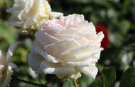 Edelrose Parfuma ® 'Madame Anisette' ®