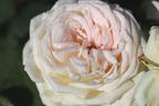 Edelrose Parfuma ® 'Madame Anisette' ® - Rosa Parfuma ® 'Madame Anisette' ® ADR-Rose