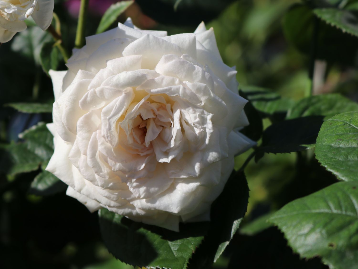 Edelrose Parfuma ® 'Madame Anisette' ® - Rosa Parfuma ® 'Madame Anisette' ® ADR-Rose
