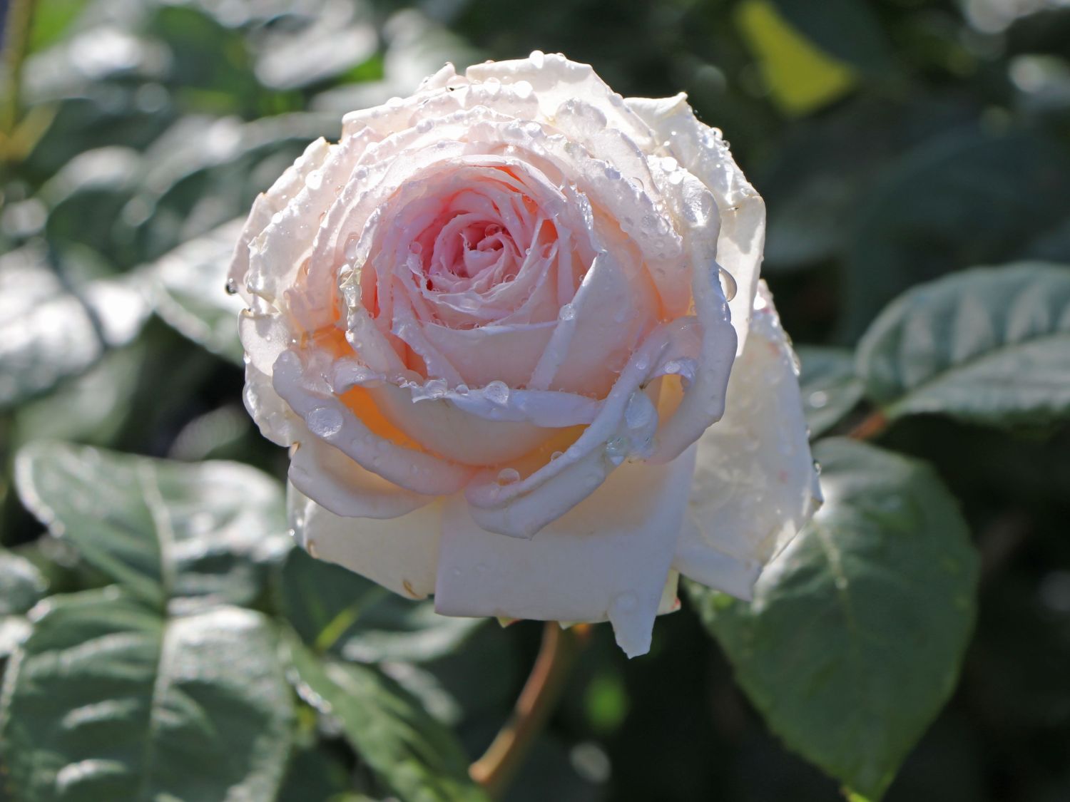 Edelrose Parfuma ® 'Madame Anisette' ® - Rosa Parfuma ® 'Madame Anisette' ® ADR-Rose