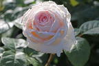 Edelrose Parfuma ® 'Madame Anisette' ® - Rosa Parfuma ® 'Madame Anisette' ® ADR-Rose