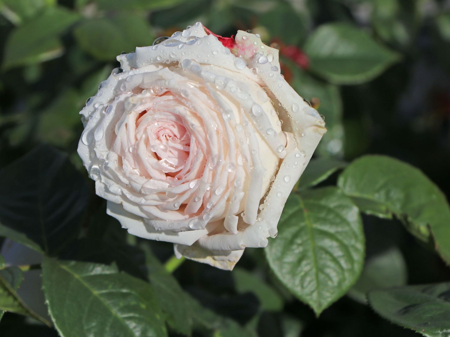 Edelrose Parfuma ® 'Madame Anisette' ® - Rosa Parfuma ® 'Madame Anisette' ® ADR-Rose