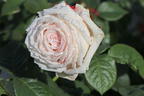 Edelrose Parfuma ® 'Madame Anisette' ® - Rosa Parfuma ® 'Madame Anisette' ® ADR-Rose