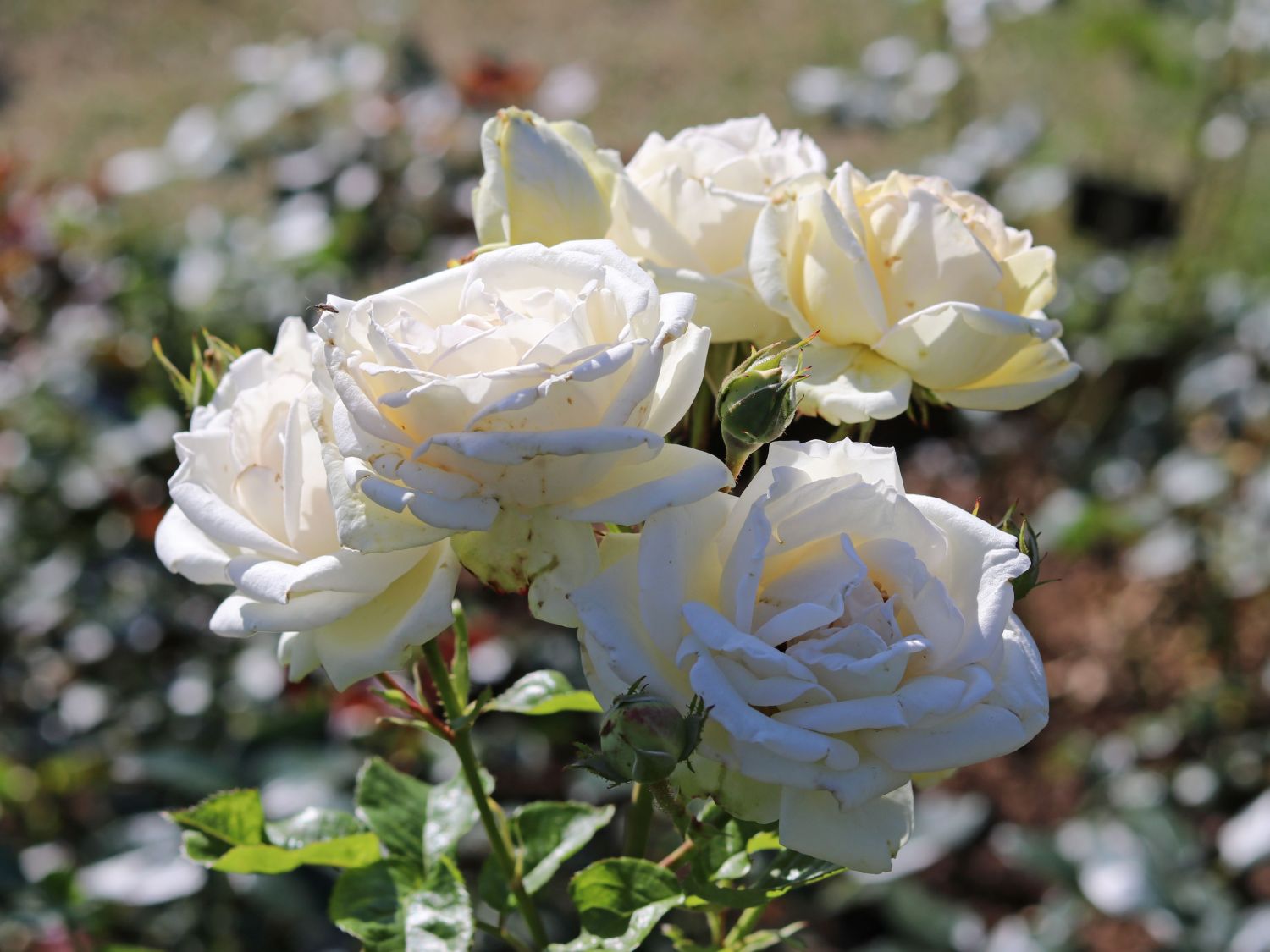 Edelrose Parfuma ® 'Madame Anisette' ® - Rosa Parfuma ® 'Madame Anisette' ® ADR-Rose