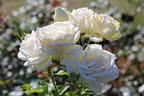 Edelrose Parfuma ® 'Madame Anisette' ® - Rosa Parfuma ® 'Madame Anisette' ® ADR-Rose