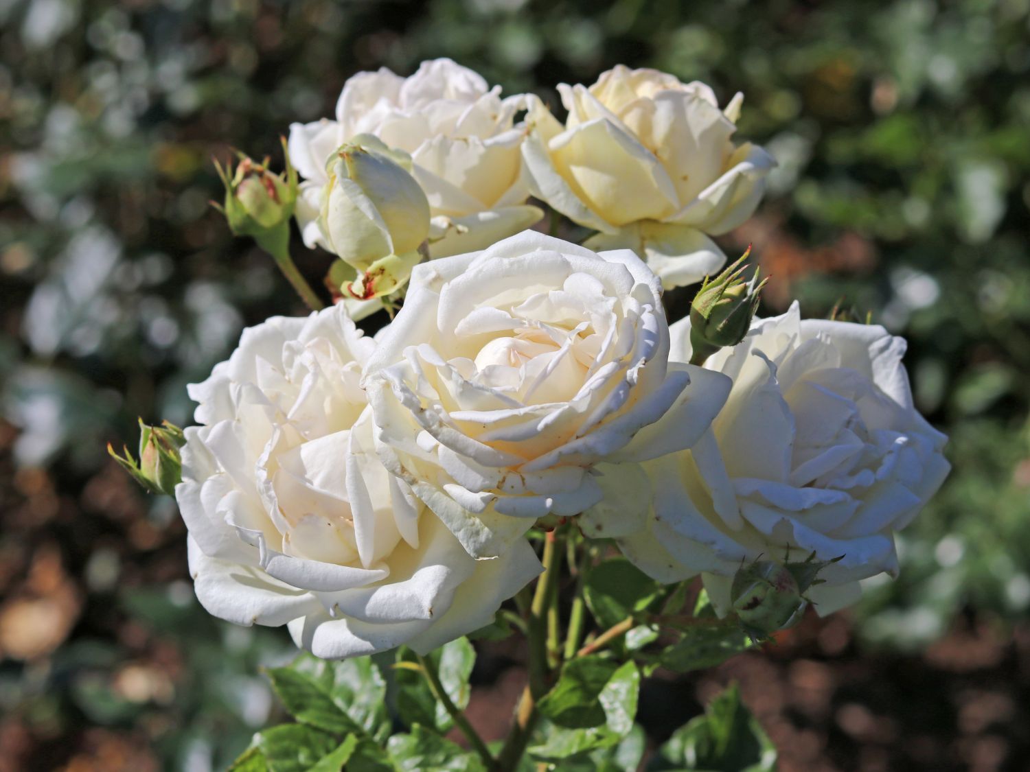 Edelrose Parfuma ® 'Madame Anisette' ® - Rosa Parfuma ® 'Madame Anisette' ® ADR-Rose