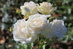 Edelrose Parfuma ® 'Madame Anisette' ® - Rosa Parfuma ® 'Madame Anisette' ® ADR-Rose