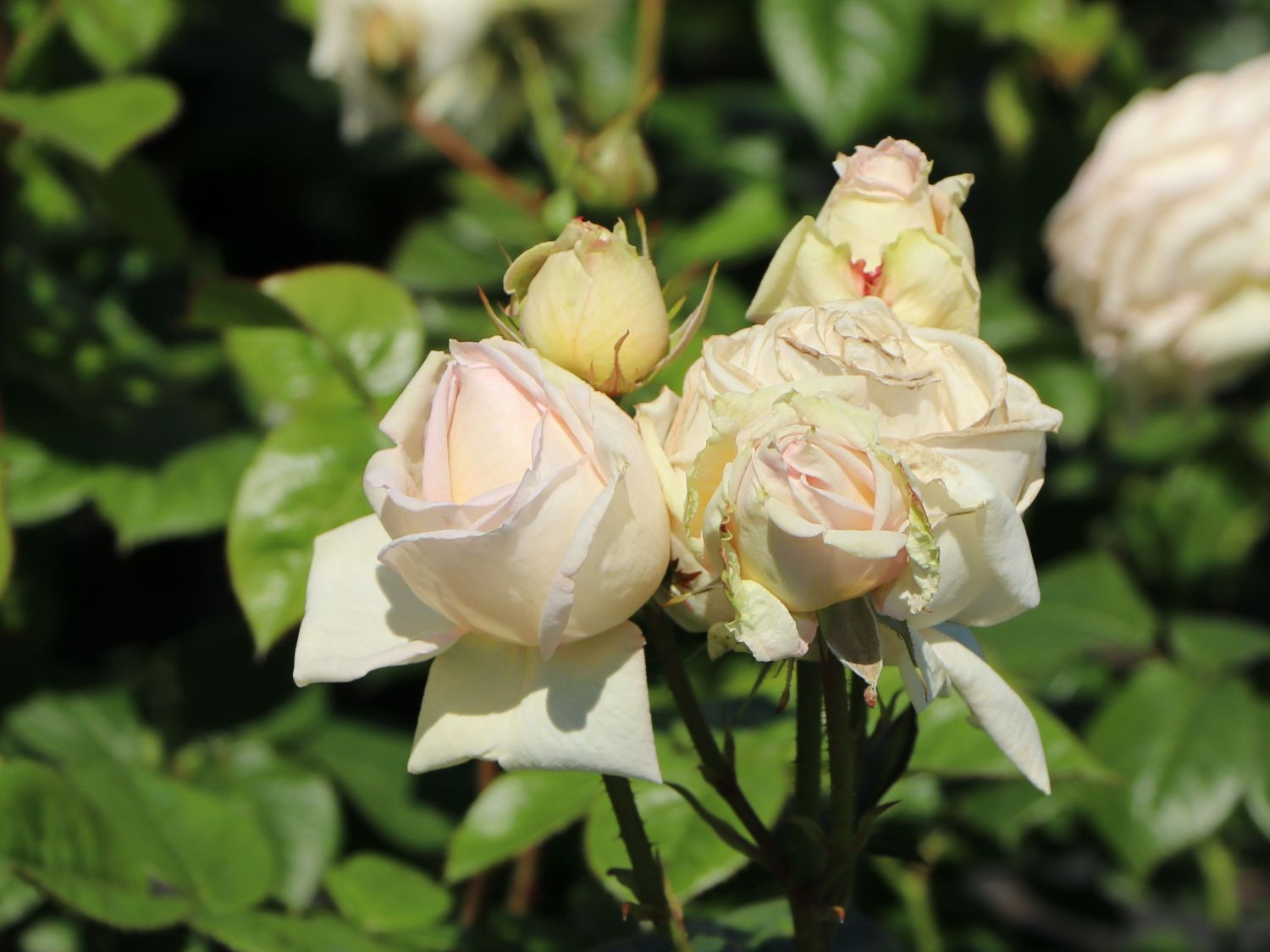 Edelrose Parfuma ® 'Madame Anisette' ® - Rosa Parfuma ® 'Madame Anisette' ® ADR-Rose