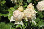 Edelrose Parfuma ® 'Madame Anisette' ® - Rosa Parfuma ® 'Madame Anisette' ® ADR-Rose