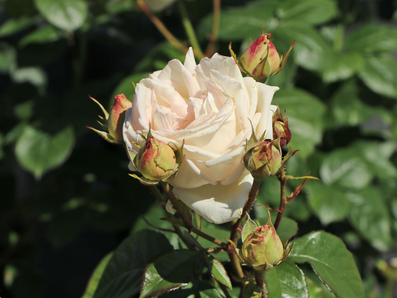 Edelrose Parfuma ® 'Madame Anisette' ® - Rosa Parfuma ® 'Madame Anisette' ® ADR-Rose