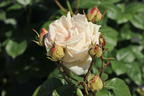 Edelrose Parfuma ® 'Madame Anisette' ® - Rosa Parfuma ® 'Madame Anisette' ® ADR-Rose