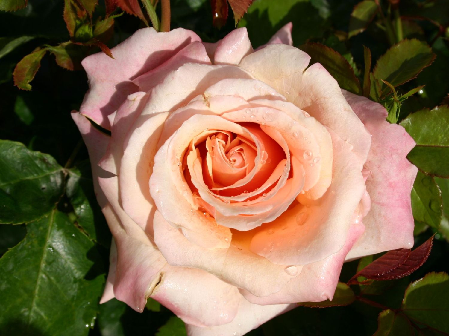 Edelrose 'Paul Ricard' ®