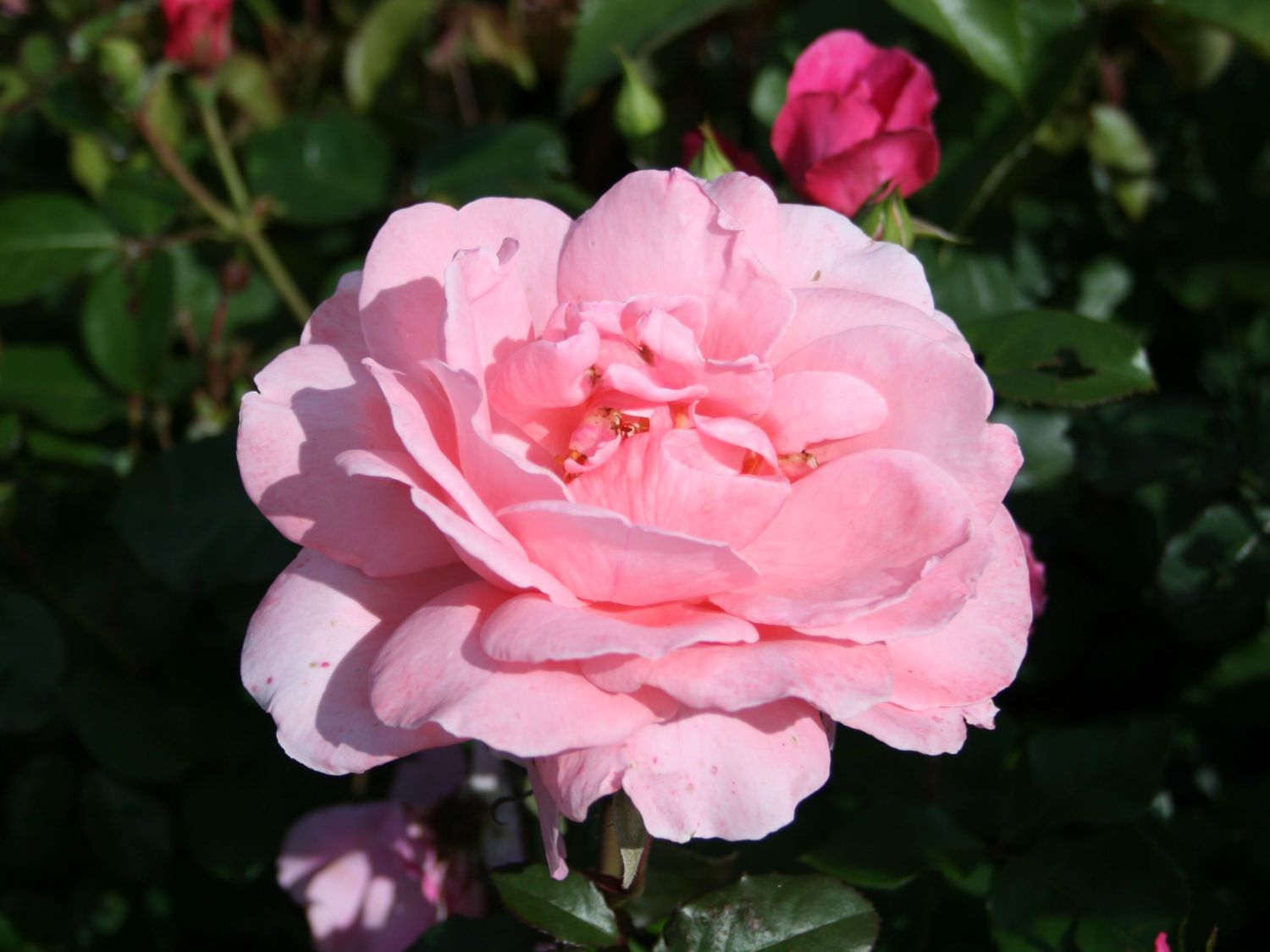 Edelrose 'Piroschka' ®