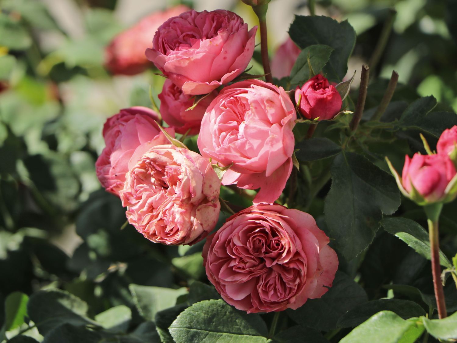 Edelrose 'Playful Rokoko' ® / Noblesse® Spray-Rose - Rosa 'Playful Rokoko' ® / Noblesse® Spray-Rose