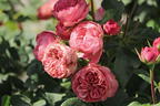 Edelrose 'Playful Rokoko' ® / Noblesse® Spray-Rose - Rosa 'Playful Rokoko' ® / Noblesse® Spray-Rose