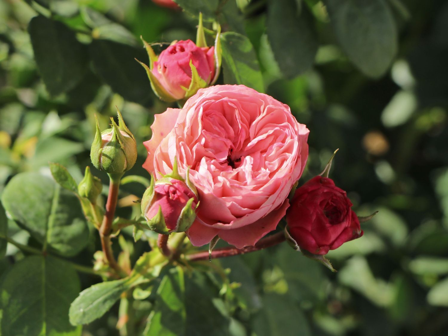 Edelrose 'Playful Rokoko' ® / Noblesse® Spray-Rose - Rosa 'Playful Rokoko' ® / Noblesse® Spray-Rose