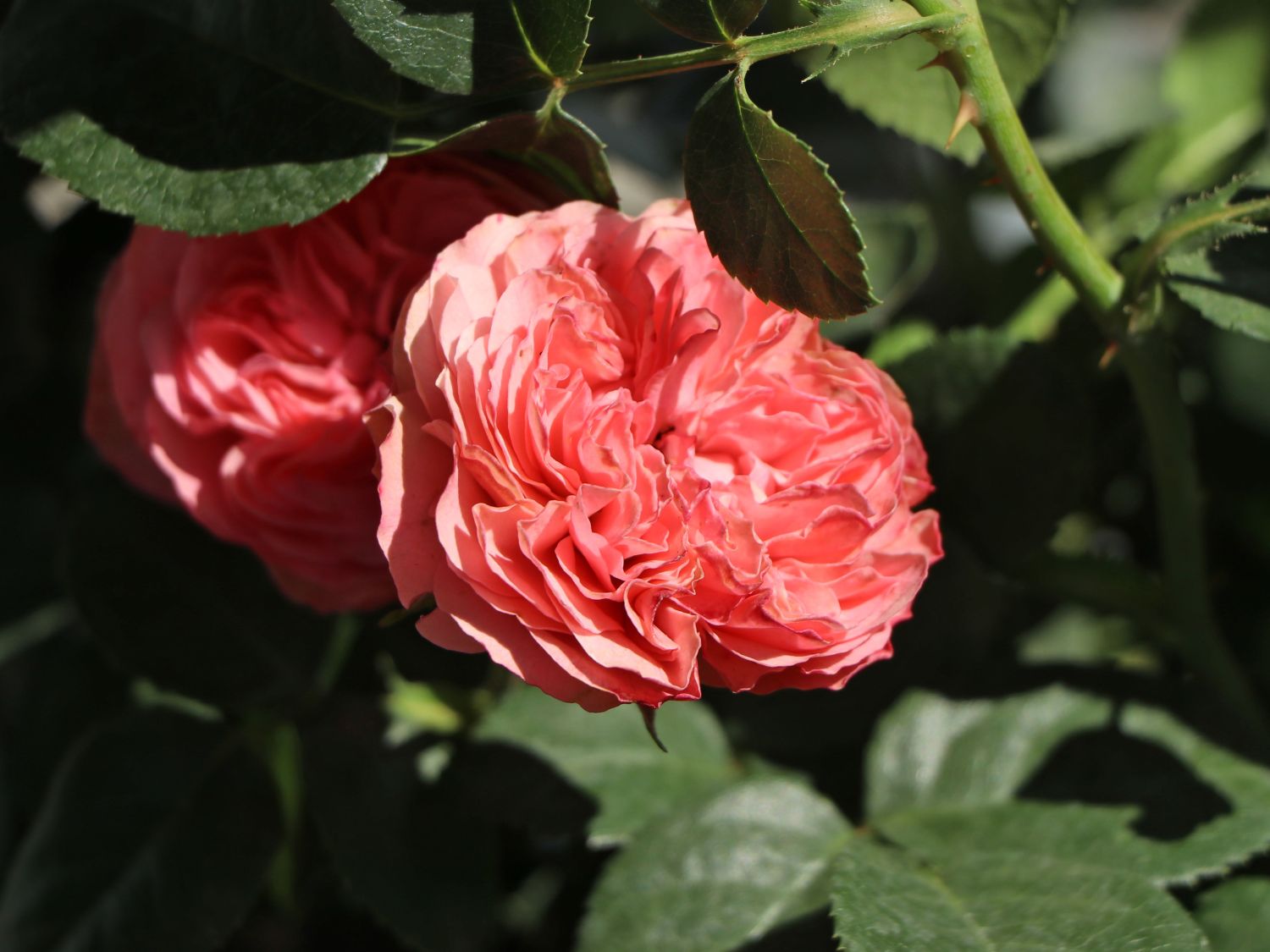 Edelrose 'Playful Rokoko' ® / Noblesse® Spray-Rose - Rosa 'Playful Rokoko' ® / Noblesse® Spray-Rose