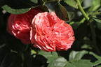 Edelrose 'Playful Rokoko' ® / Noblesse® Spray-Rose - Rosa 'Playful Rokoko' ® / Noblesse® Spray-Rose