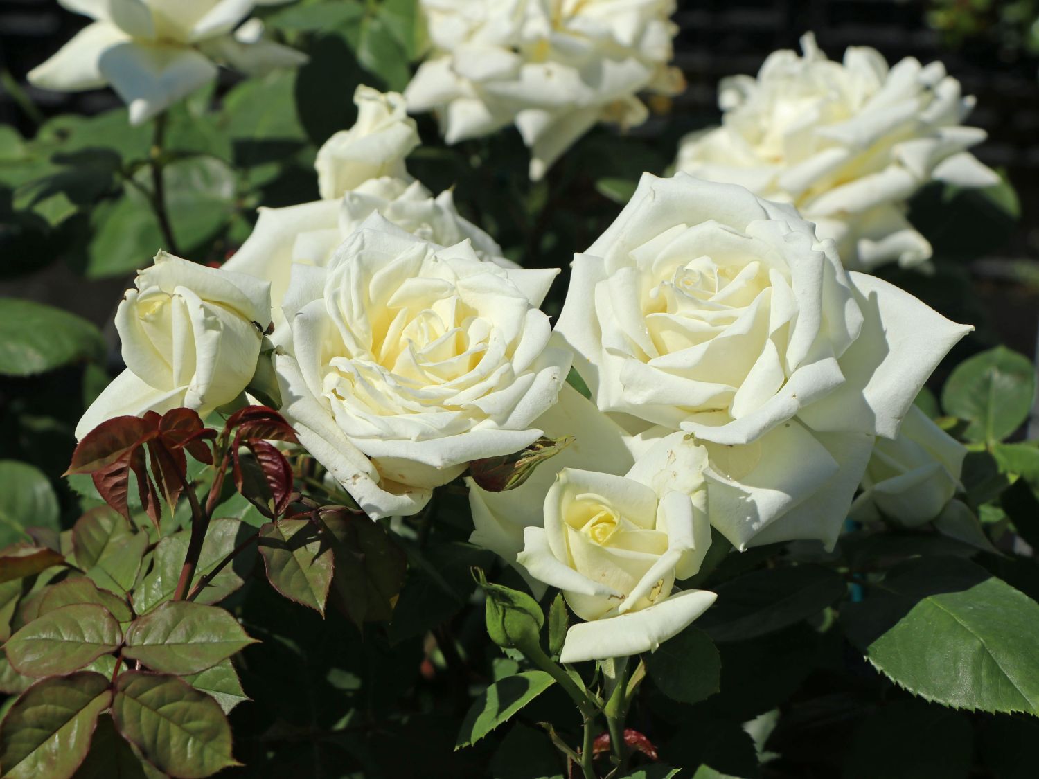 Edelrose 'Polarstern' ®