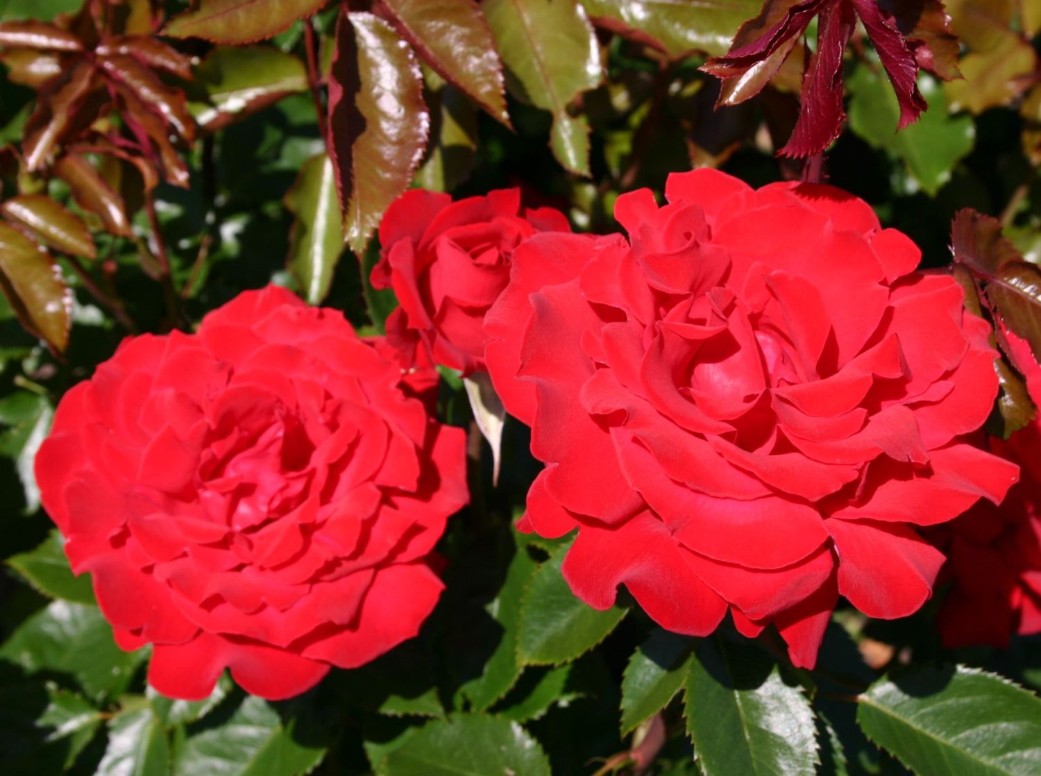 Edelrose 'Rebell' ®