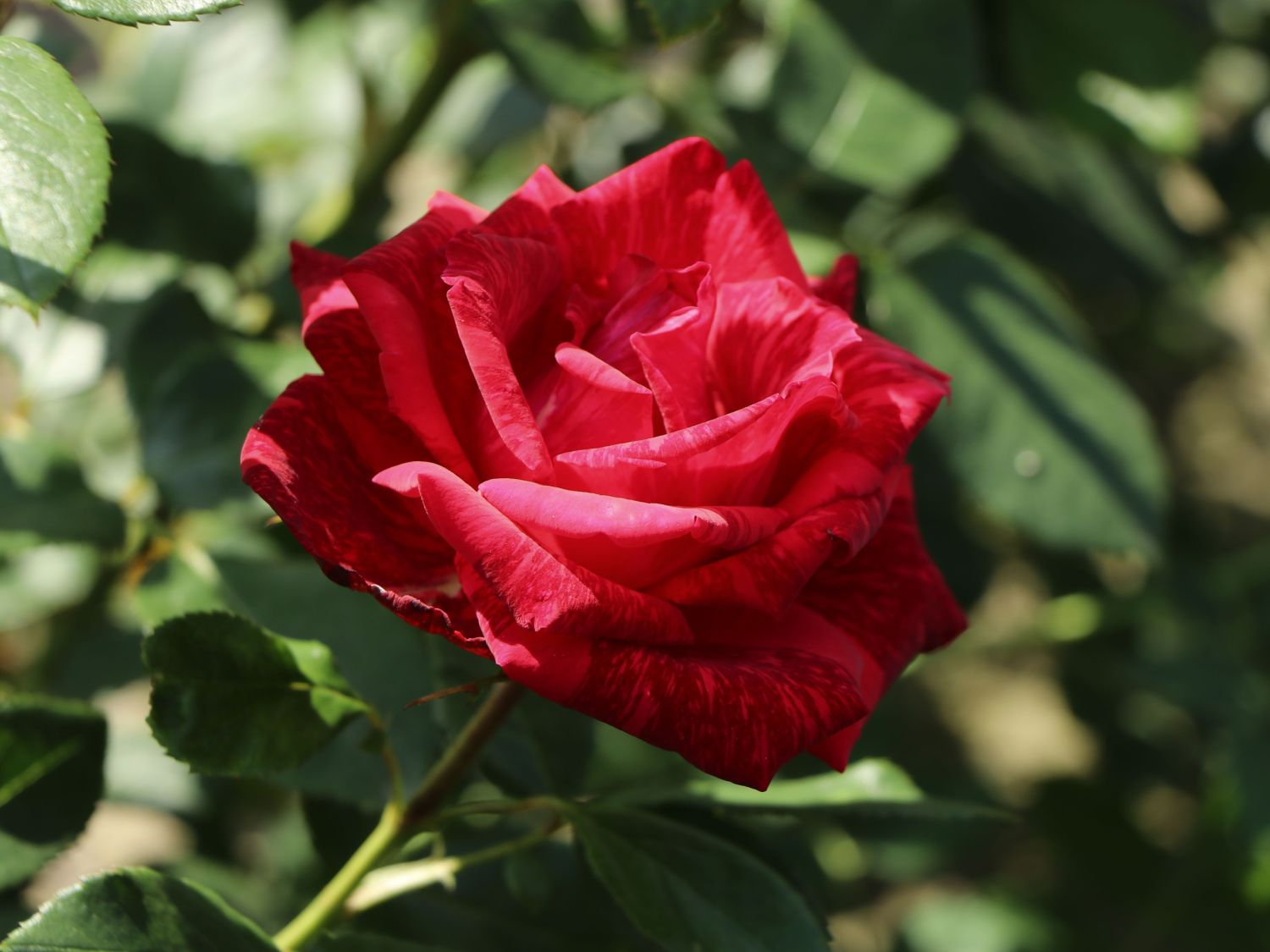 Edelrose 'Red Intuition' ®
