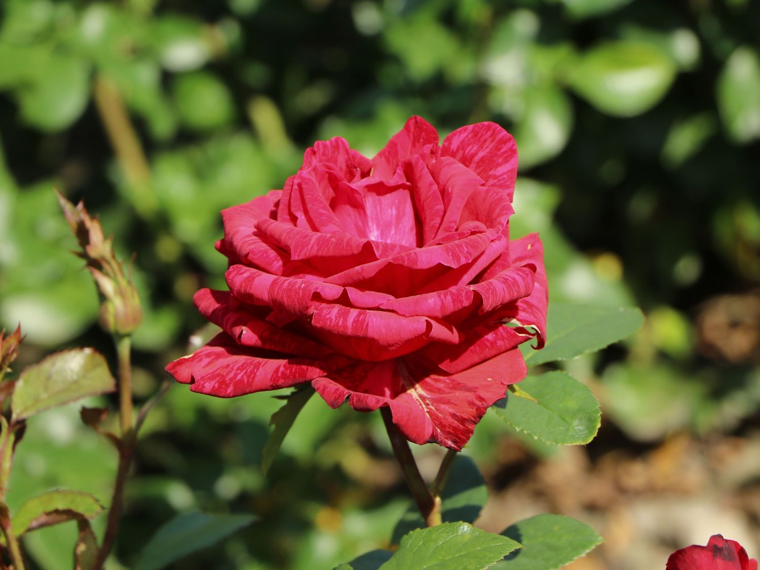 Edelrose 'Red Intuition' ® - Rosa 'Red Intuition' ®
