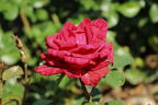 Edelrose 'Red Intuition' ® - Rosa 'Red Intuition' ®