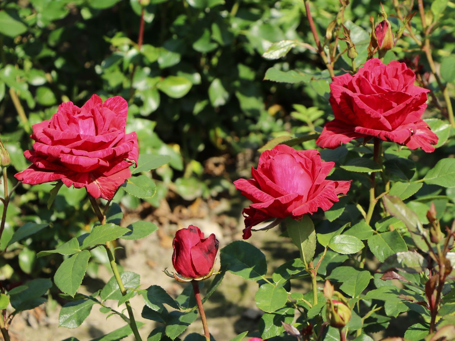 Edelrose 'Red Intuition' ® - Rosa 'Red Intuition' ®