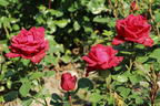 Edelrose 'Red Intuition' ® - Rosa 'Red Intuition' ®