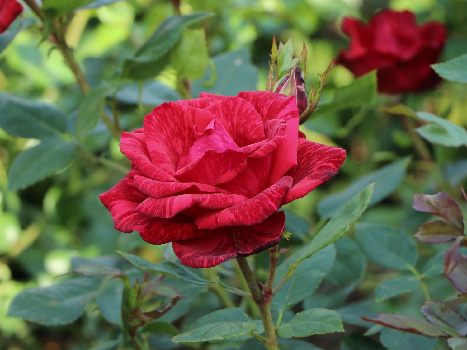Edelrose 'Red Intuition' ® - Rosa 'Red Intuition' ®