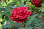 Edelrose 'Red Intuition' ® - Rosa 'Red Intuition' ®