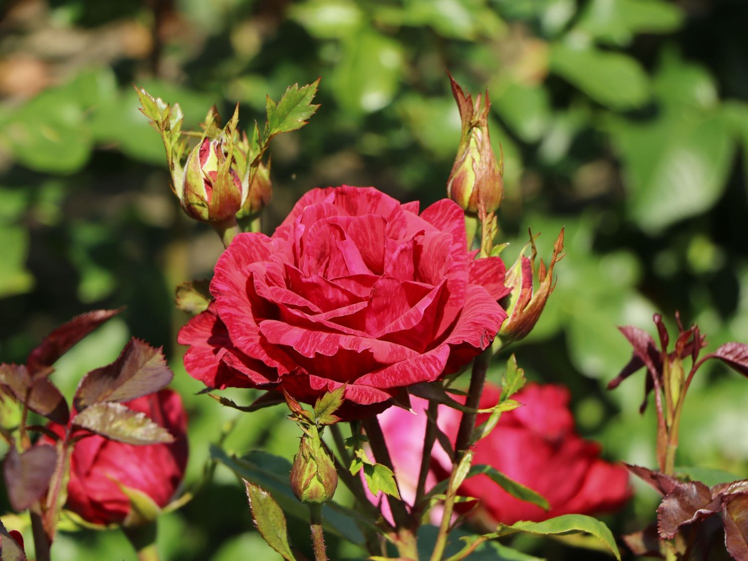 Edelrose 'Red Intuition' ® - Rosa 'Red Intuition' ®