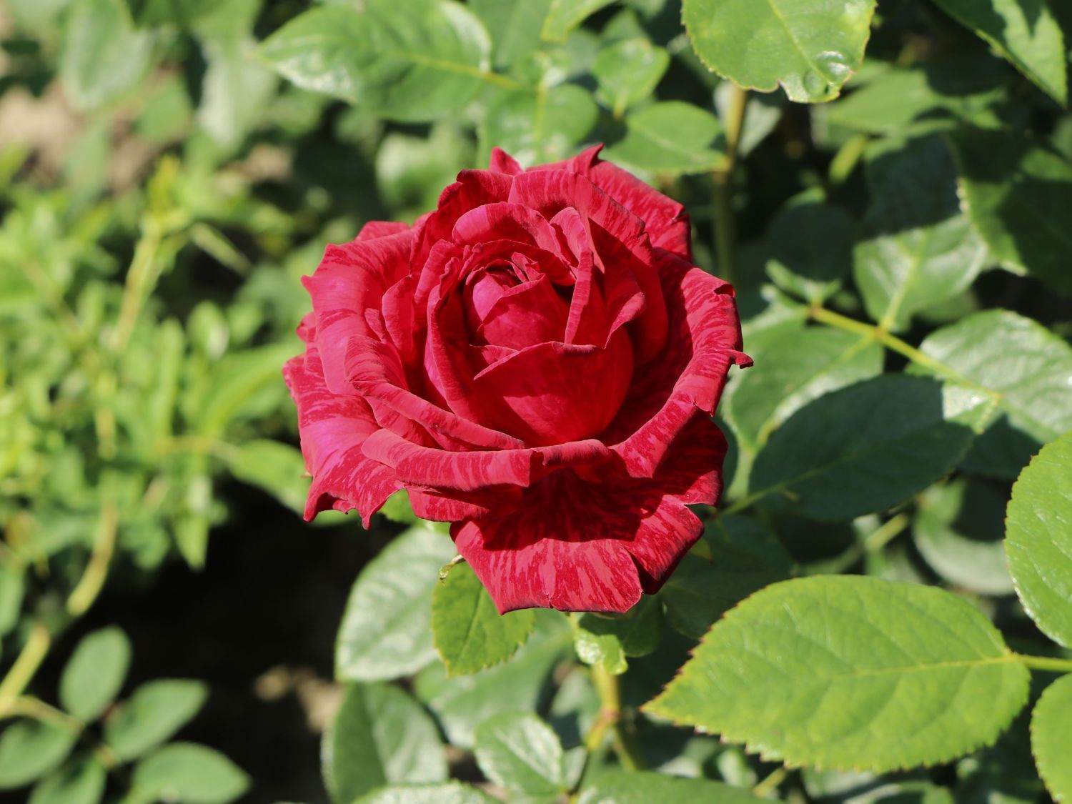 Edelrose 'Red Intuition' ® - Rosa 'Red Intuition' ®