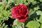 Edelrose 'Red Intuition' ® - Rosa 'Red Intuition' ®