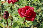 Edelrose 'Red Intuition' ® - Rosa 'Red Intuition' ®