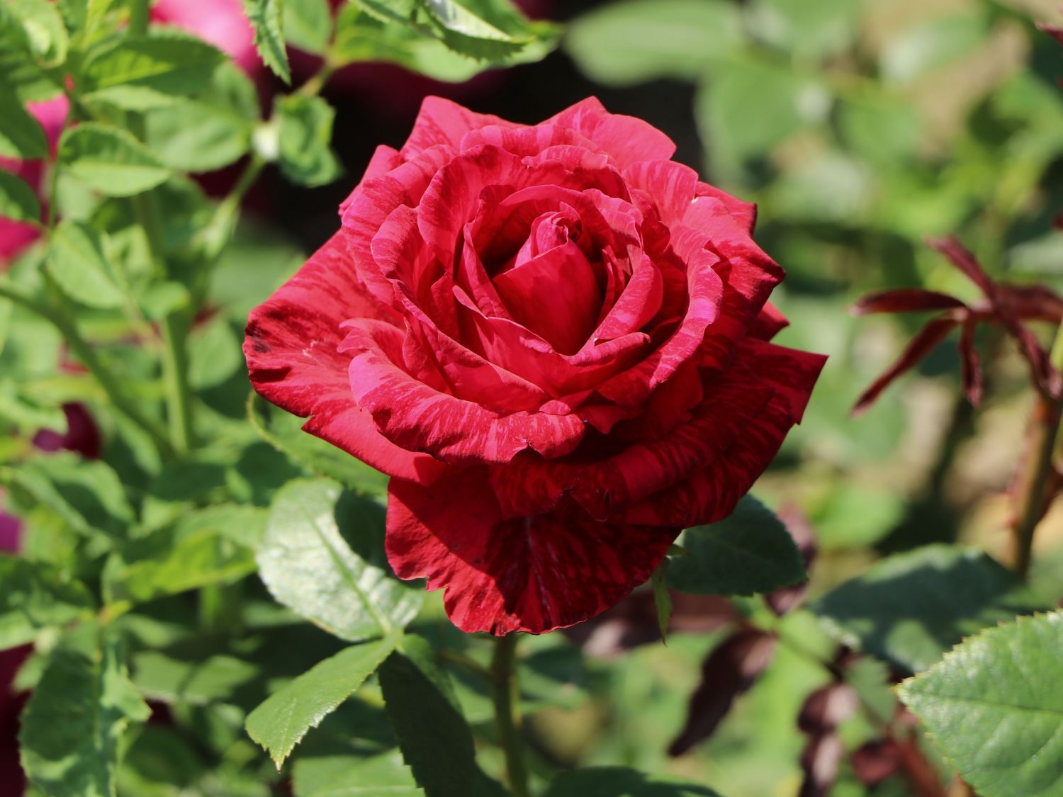 Edelrose 'Red Intuition' ® - Rosa 'Red Intuition' ®