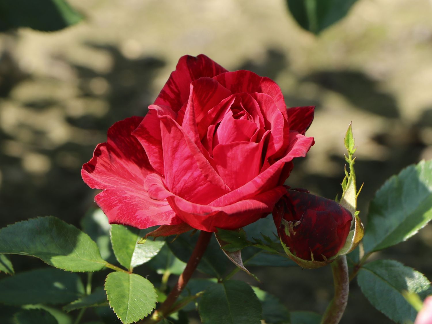 Edelrose 'Red Intuition' ® - Rosa 'Red Intuition' ®
