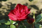 Edelrose 'Red Intuition' ® - Rosa 'Red Intuition' ®