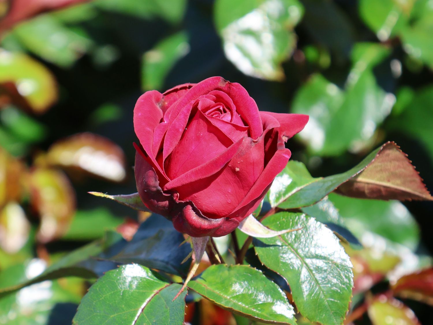 Edelrose 'Ruby Kiss'