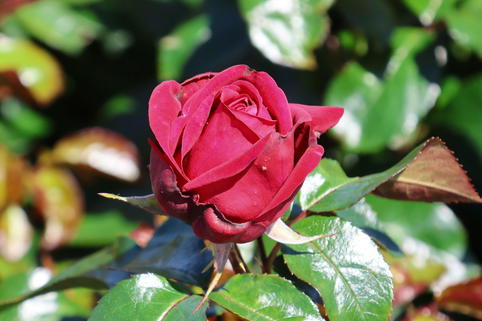 Edelrose 'Ruby Kiss' - Rosa 'Ruby Kiss'