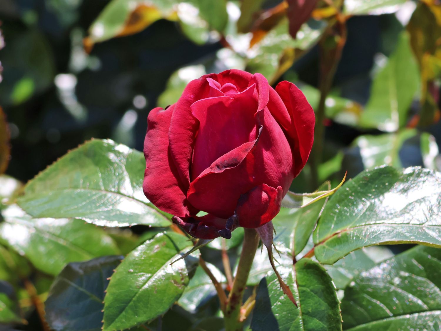 Edelrose 'Ruby Kiss' - Rosa 'Ruby Kiss'