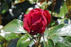 Edelrose 'Ruby Kiss' - Rosa 'Ruby Kiss'
