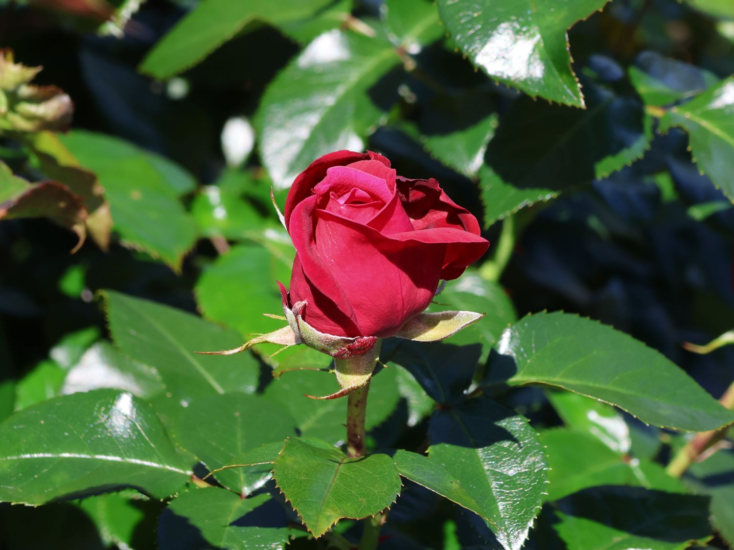 Edelrose 'Ruby Kiss' - Rosa 'Ruby Kiss'