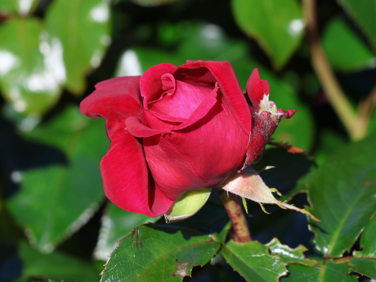 Edelrose 'Ruby Kiss' - Rosa 'Ruby Kiss'